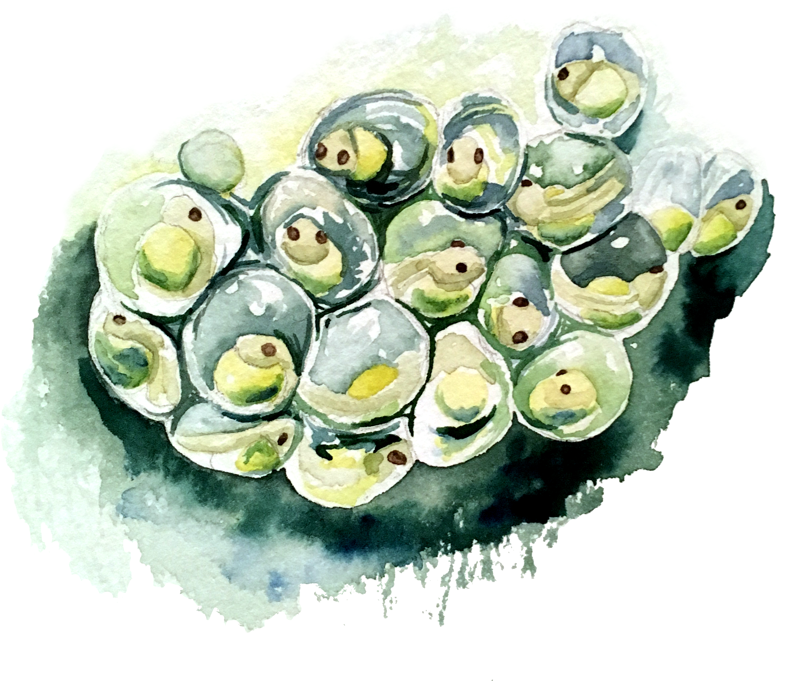 Gimbap (3024x3024), Png Download