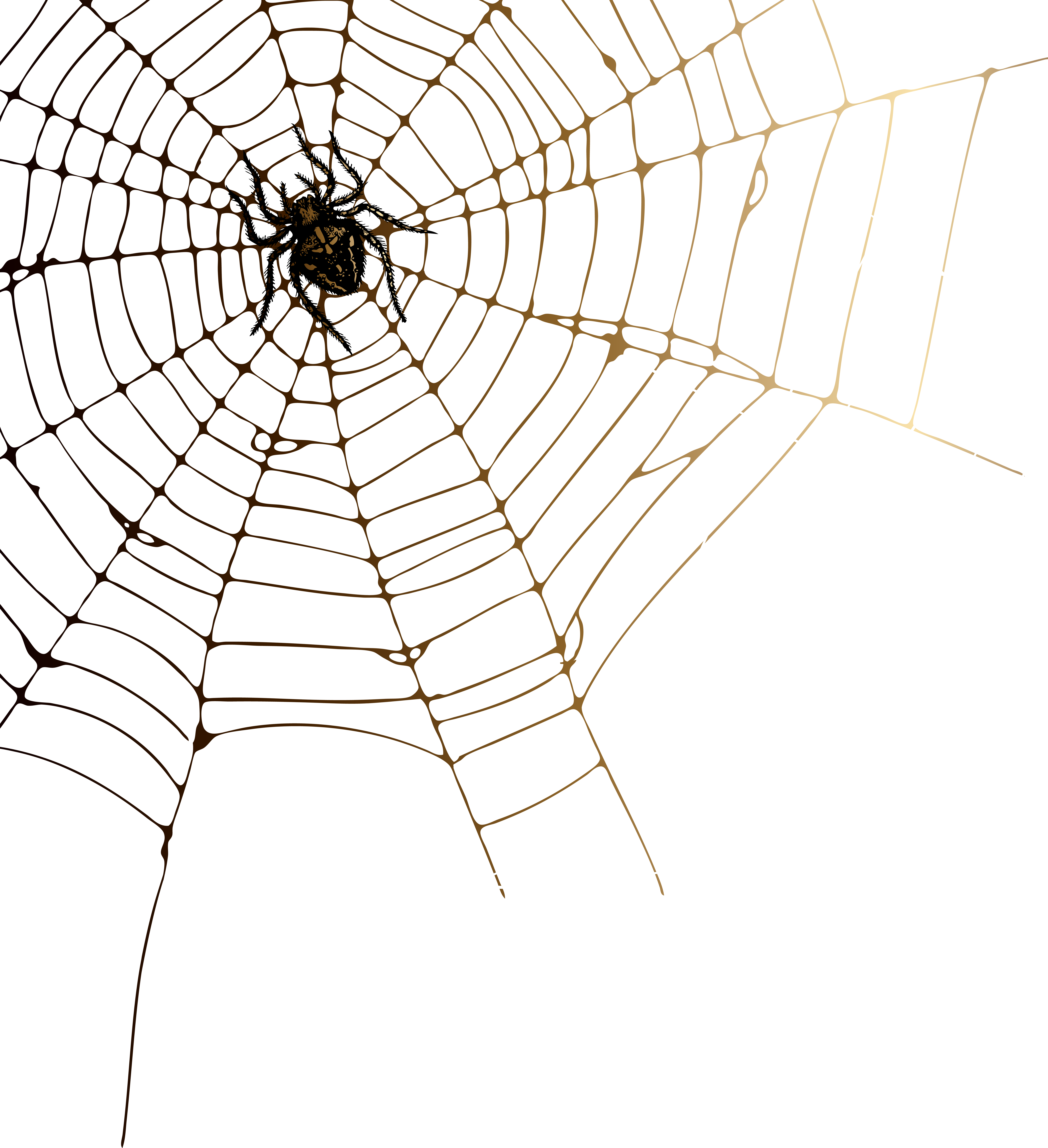 Cobweb Png (7303x8000), Png Download