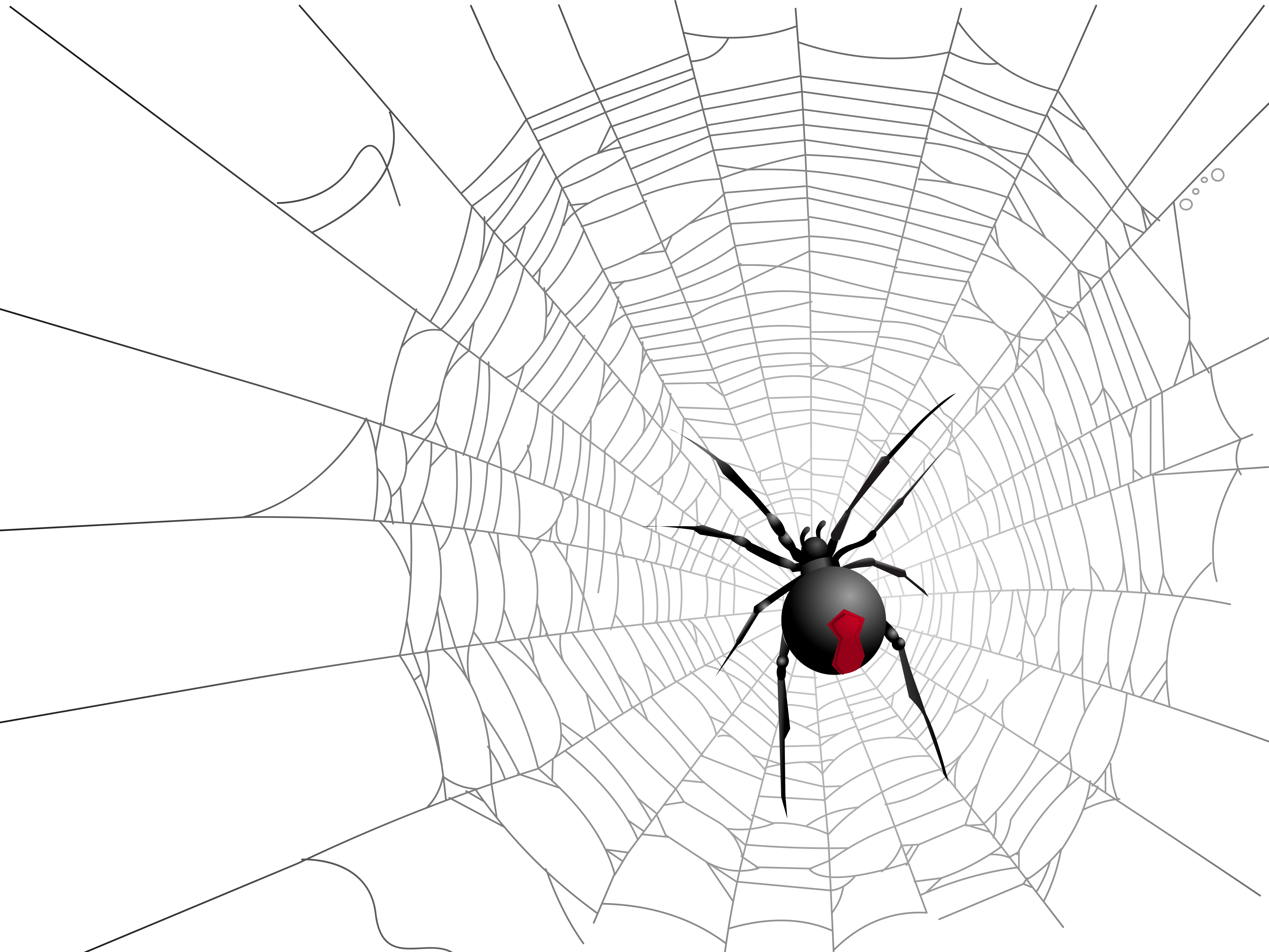 Halloween Transparent Net And Spider Picture - Spider (4999x3750), Png Download