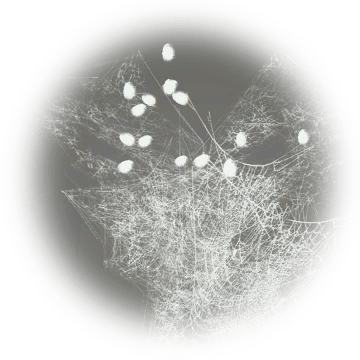 Cobweb - Cobweb Bdo (360x360), Png Download