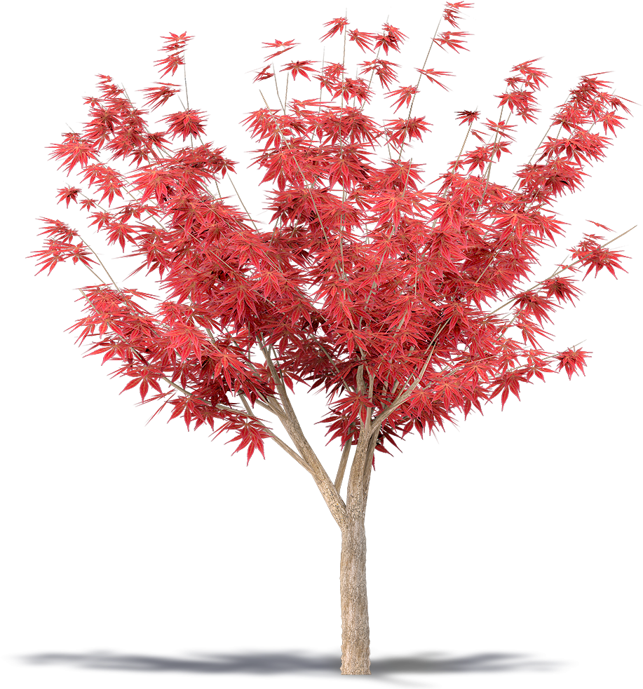 Maple (1000x1000), Png Download