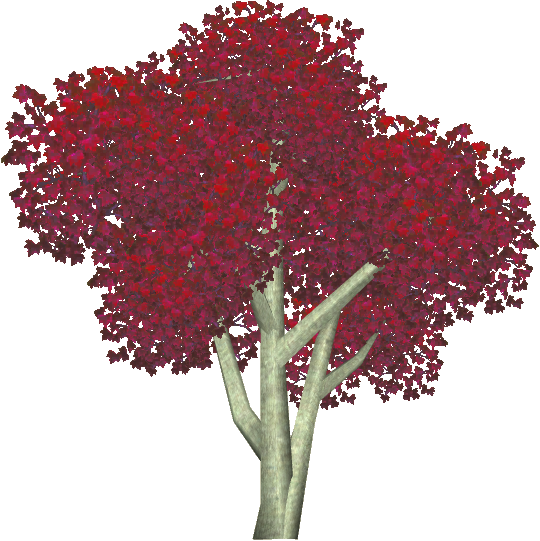 Bloodgood Japanese Maple 3 - Floral Design (540x541), Png Download