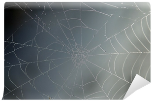 Spider Web (400x400), Png Download