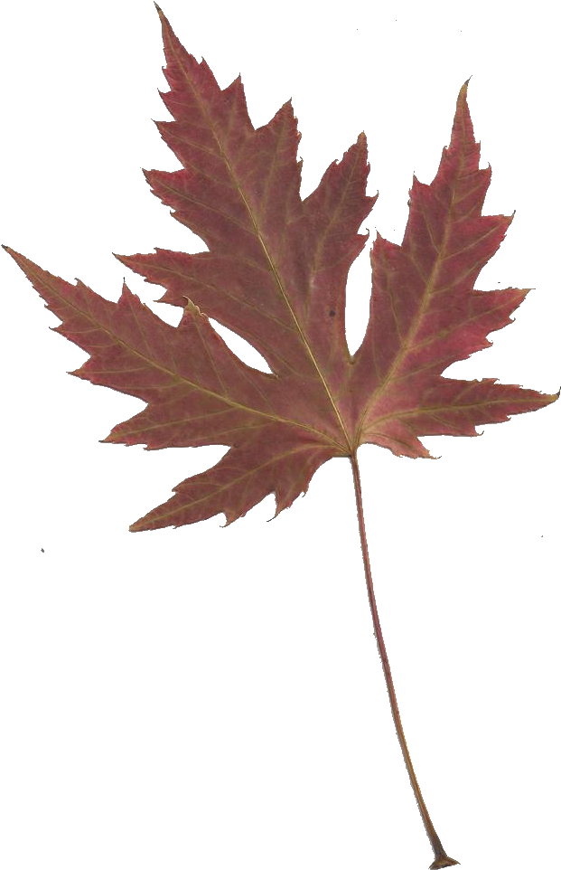 Japanese - Japanese Maple Leaf Transparent (716x1000), Png Download