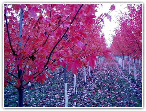 Fraser Fir G2 - Minnesota Maple Trees (489x366), Png Download
