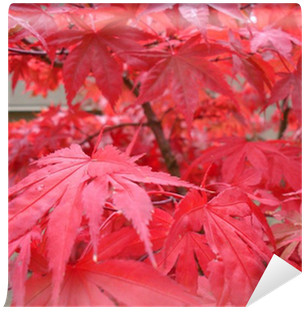 Acero Rosso Giapponese Palmato (400x400), Png Download