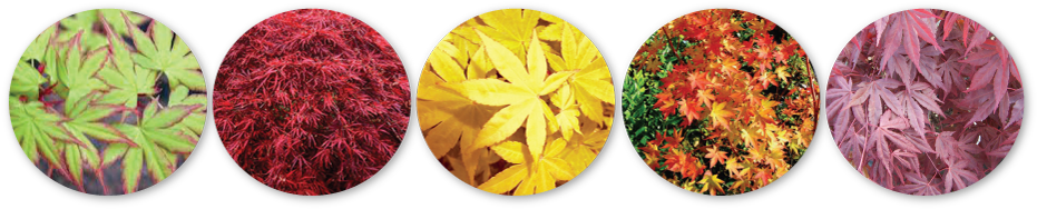 Many Japanese Maple Colors Quail Hollow Gardens - Japanese Maple (999x260), Png Download