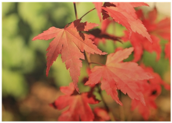 Beautiful, Red Japanese Maple Tree Leaves Poster • - Acer Capillipes (400x400), Png Download