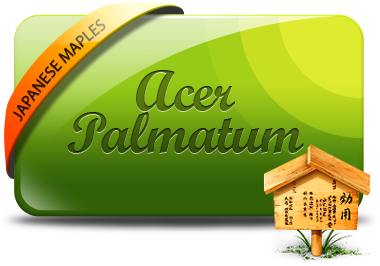 Acer Palmatum Seiryu - Acer Dissectum (400x300), Png Download