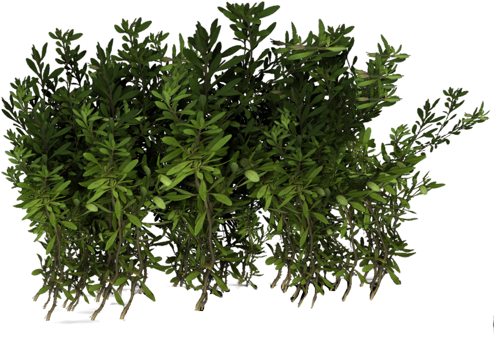 Violets, Narsian Hedge - Herbaceous Plant (1000x1020), Png Download