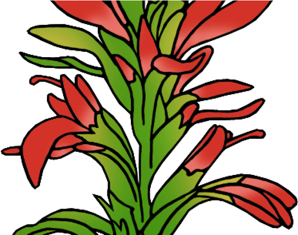Indian Paintbrush Cliparts - Indian Paintbrush Outline (640x480), Png Download