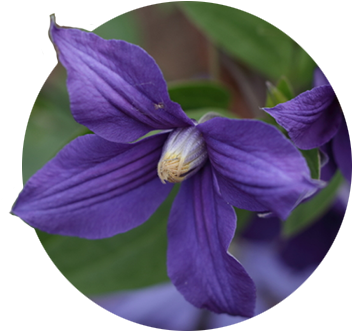 Single Dark Purple Clematis Bloom At The Rogerson Clematis - The Rogerson Clematis Garden (400x400), Png Download