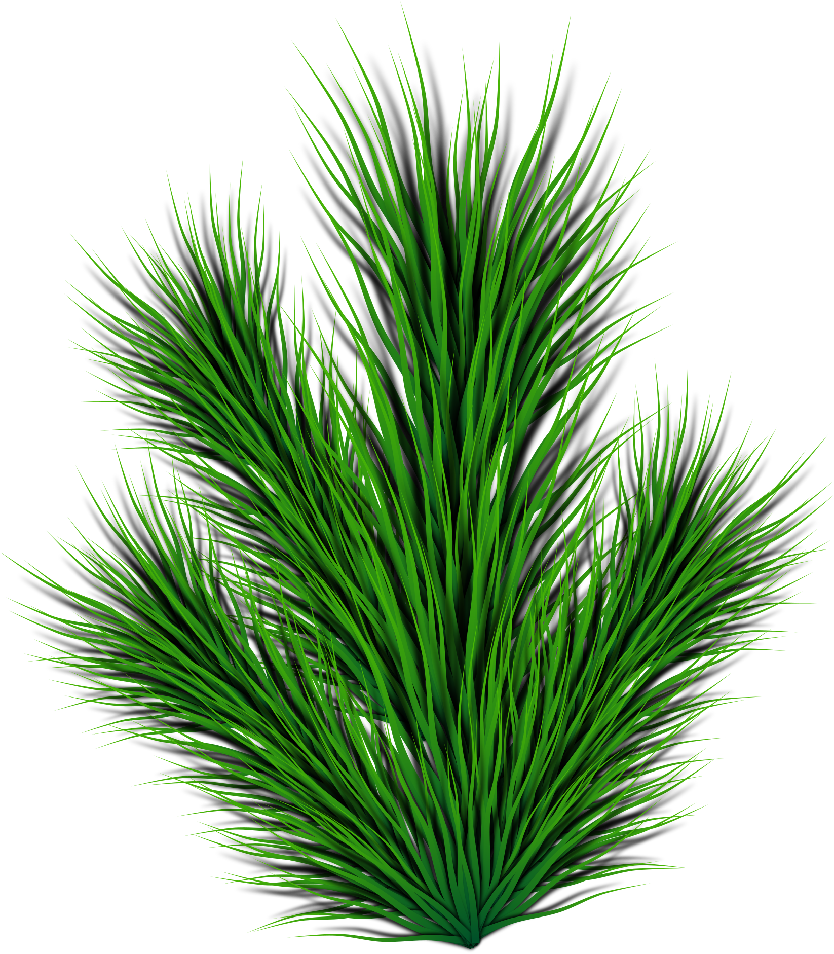 This Free Icons Png Design Of Pine Branch (1697x2400), Png Download
