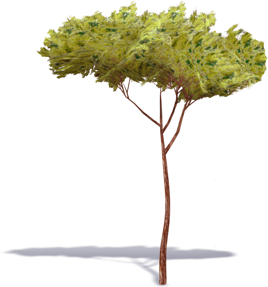 Pine (1000x1000), Png Download