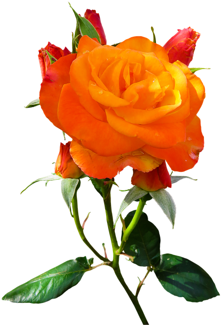 Growing Your Own Organic Garden Can Really Give You - Flower (502x640), Png Download