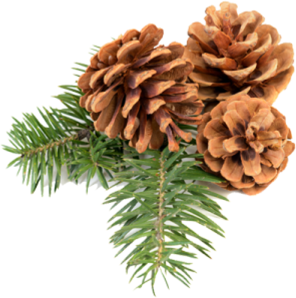 Pine Cone Icon Png Free - Christmas Pine Cones Png (600x600), Png Download