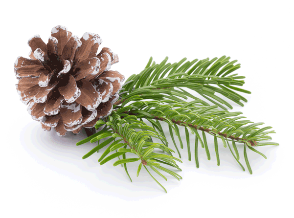 Pine - Fir (600x600), Png Download