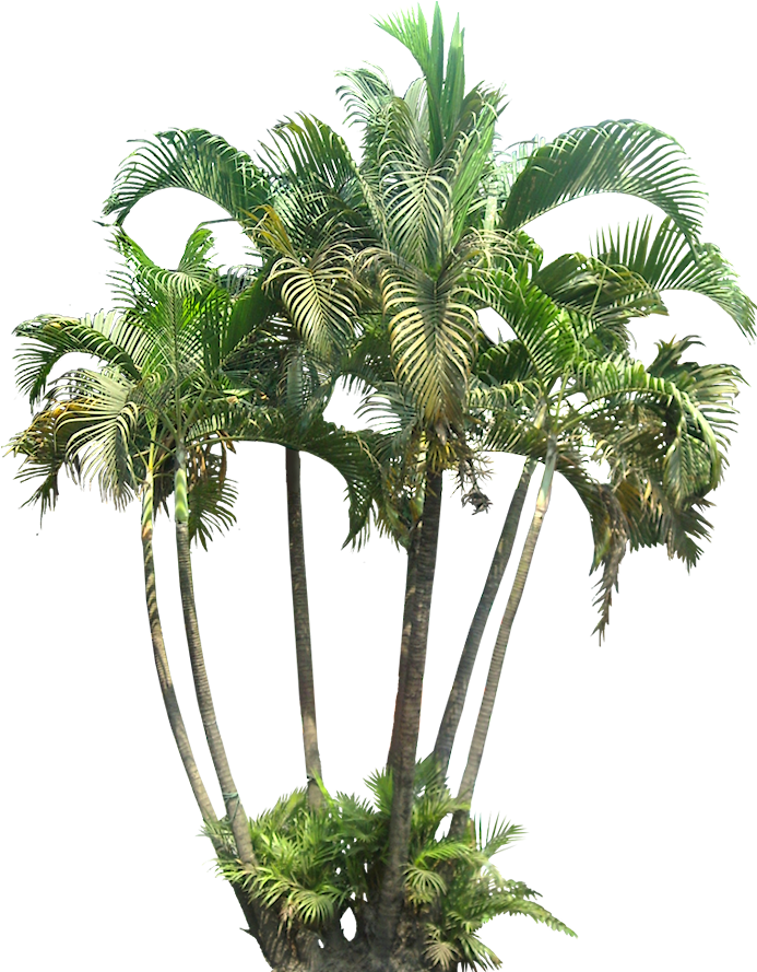 A Collection Of Tropical Plant Images With Transparent - Tropical Plants Png (713x913), Png Download