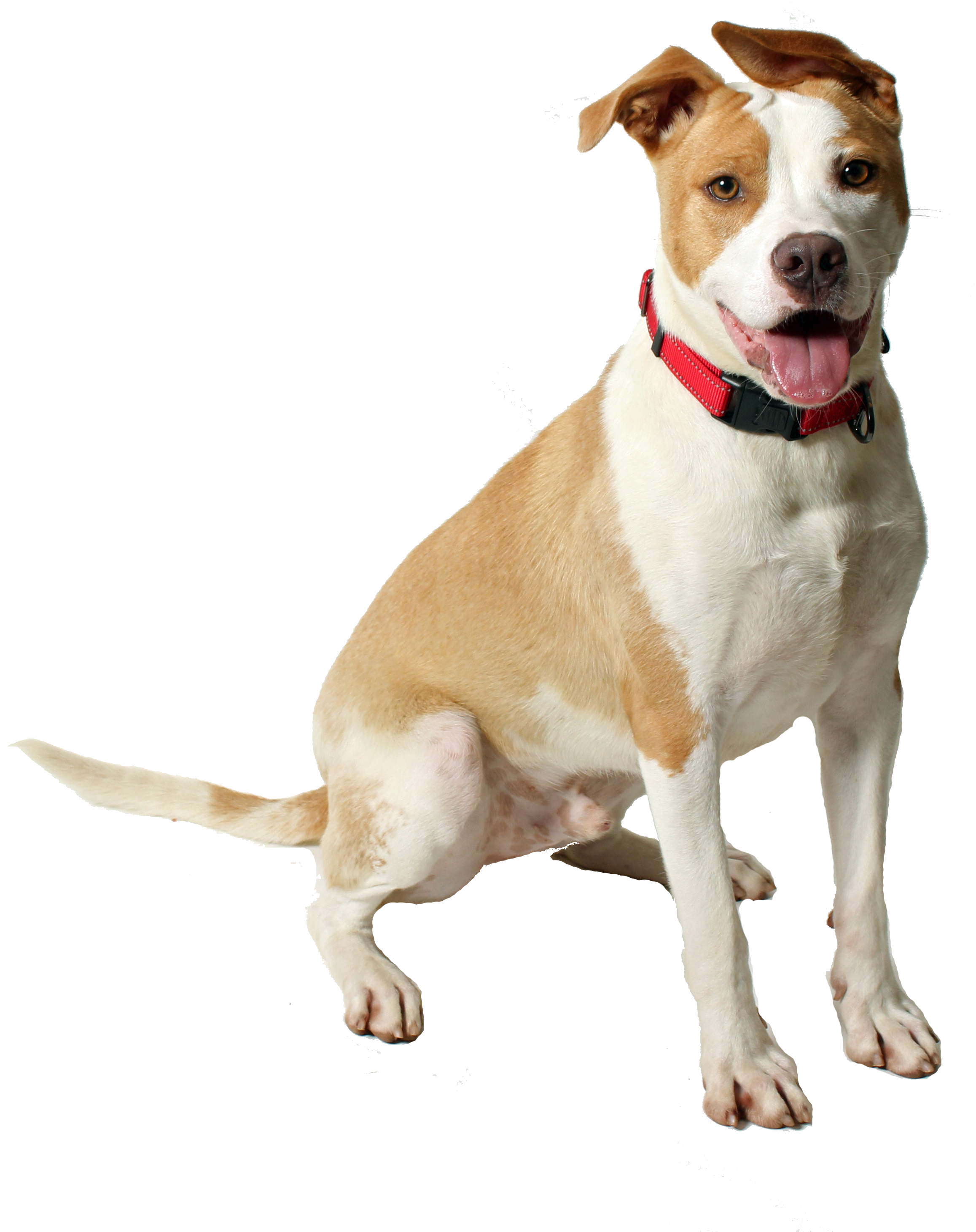 Preparing For Pooch - American Pit Bull Terrier (2691x3108), Png Download