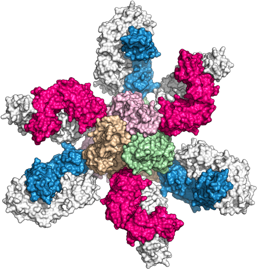 Bio-whatwedo2 - Flower (1000x1020), Png Download