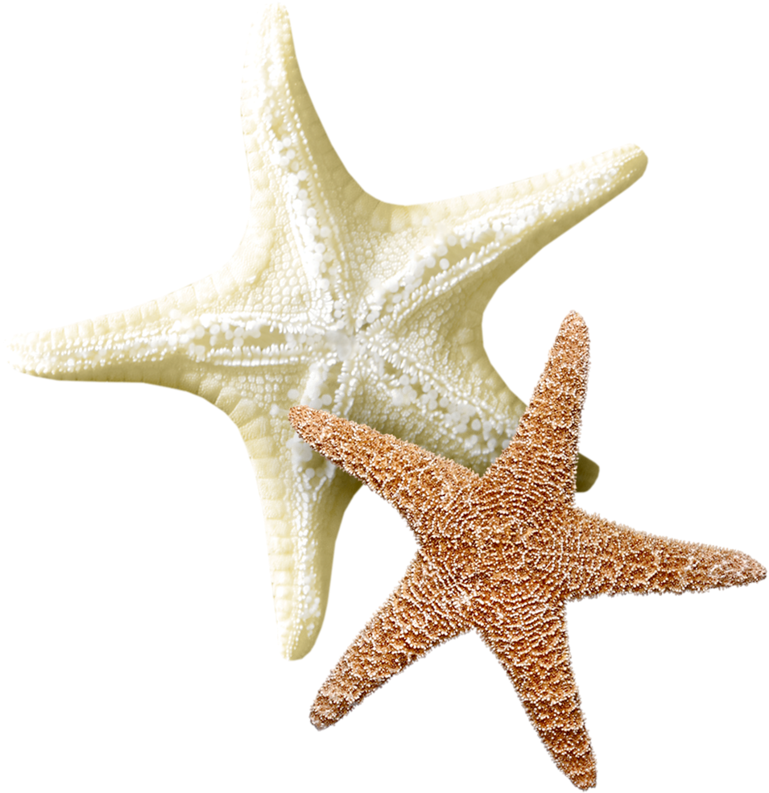 Thumb Image - Étoile De Mer Transparent (776x800), Png Download