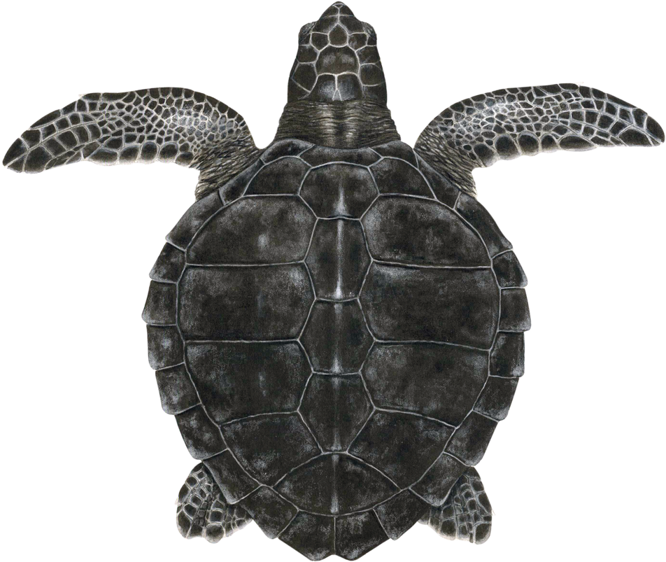 Juvenile Kemp's Ridley Sea Turtle - Hawksbill Sea Turtle (1000x876), Png Download