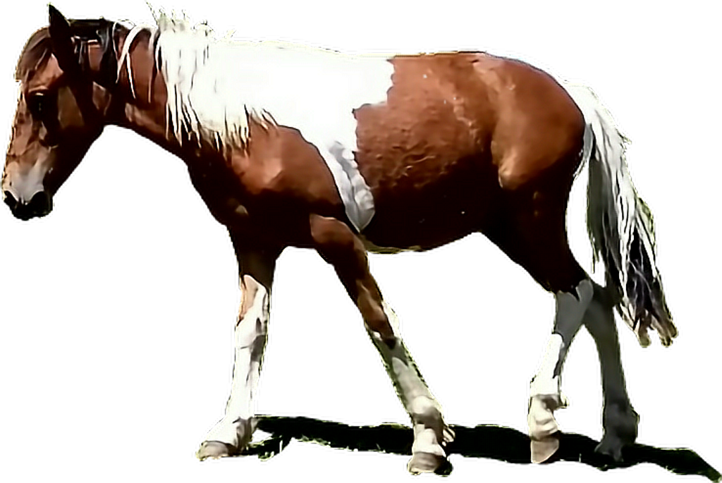 Caballo Sticker - Sorrel (1024x685), Png Download