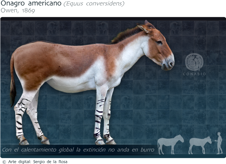 Caballo Del Pleistoceno Americano (732x539), Png Download