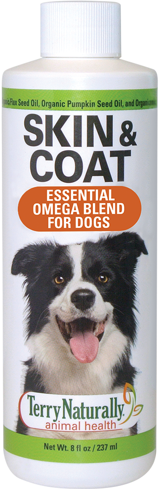 Border Collie (800x1000), Png Download