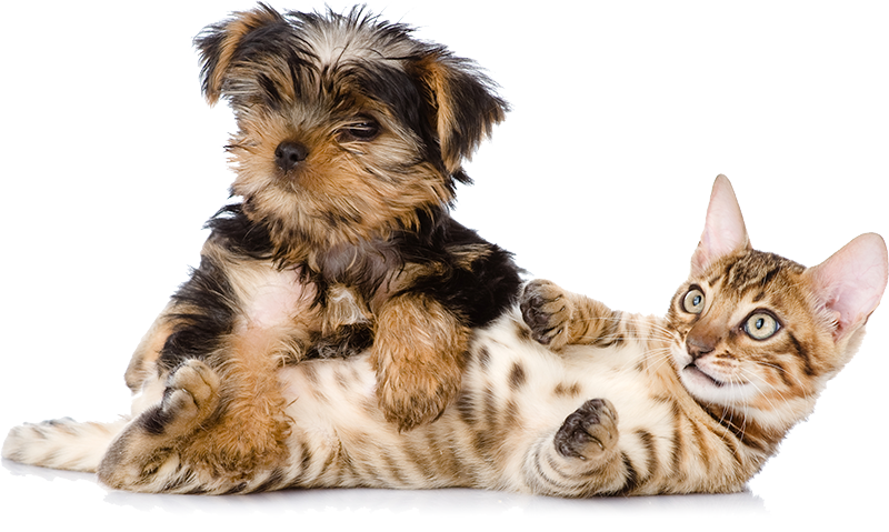 Banner-give - Dog (800x479), Png Download