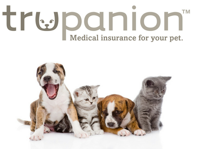 Best Industry Shakeup - Animals Dog And Cat (1000x500), Png Download