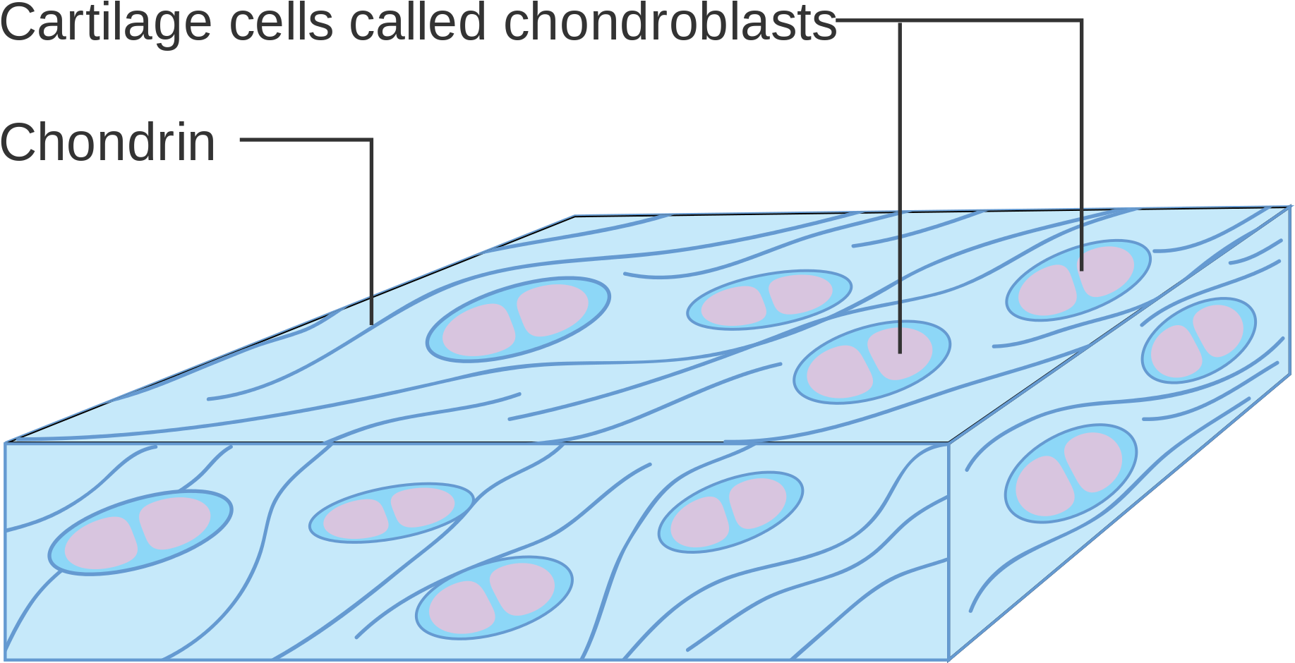Bone Vs - Cartilage - Cartilage Cell Diagram (2000x1115), Png Download