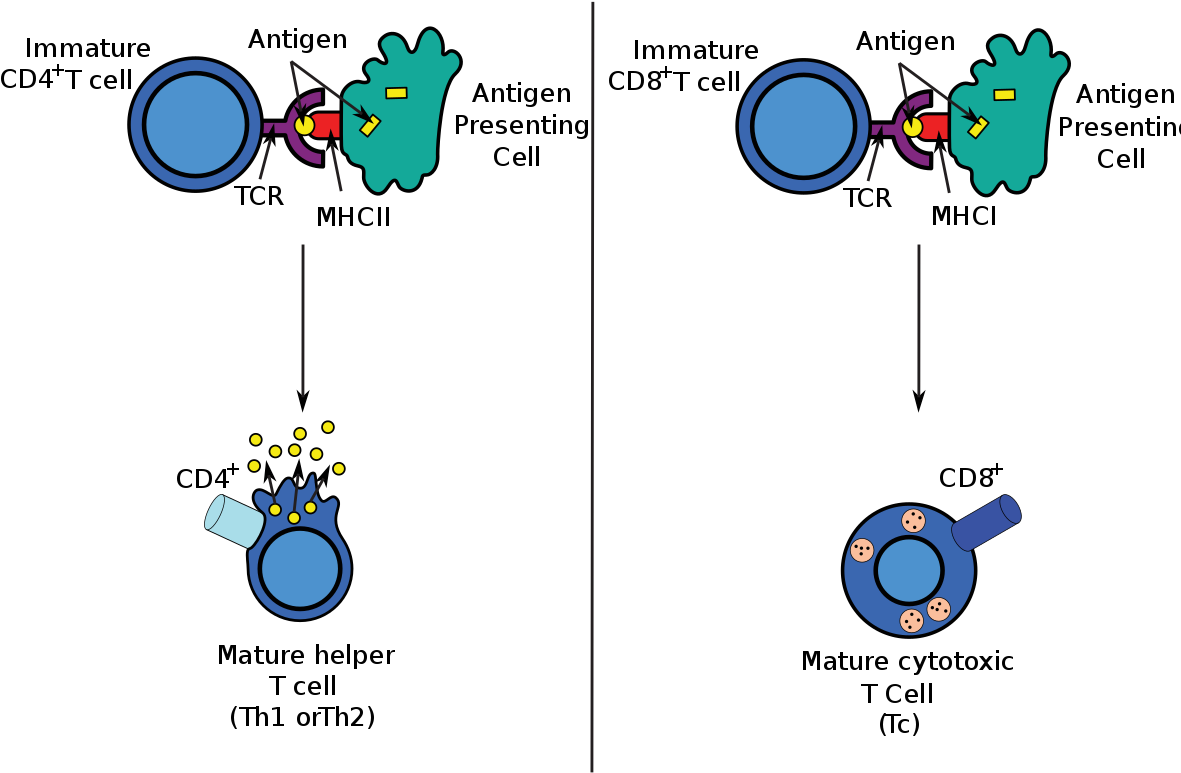 Adaptive Immune System (1200x848), Png Download