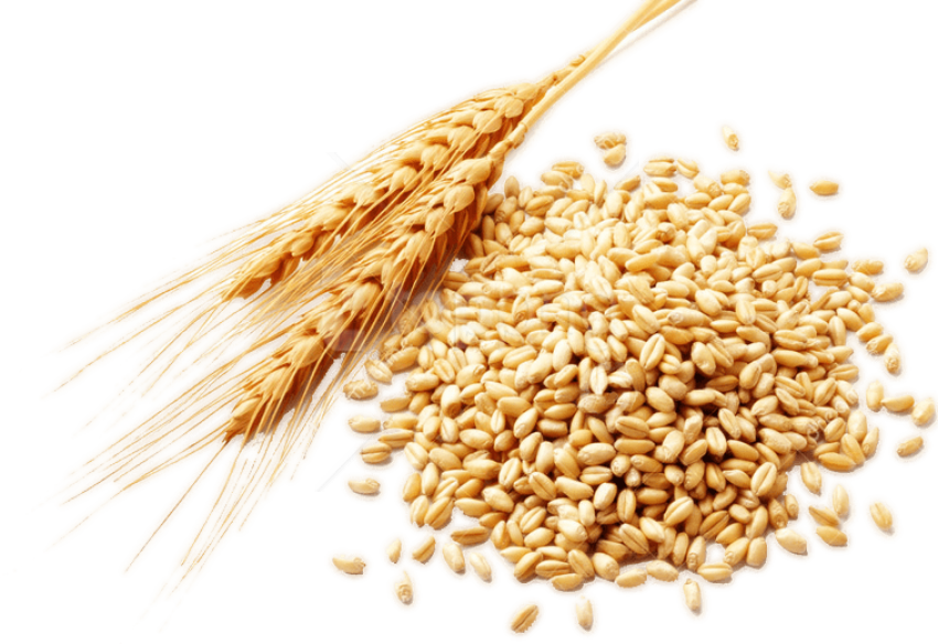 Free Png Download Wheat Png Images Background Png Images - Wheat Germ (850x584), Png Download