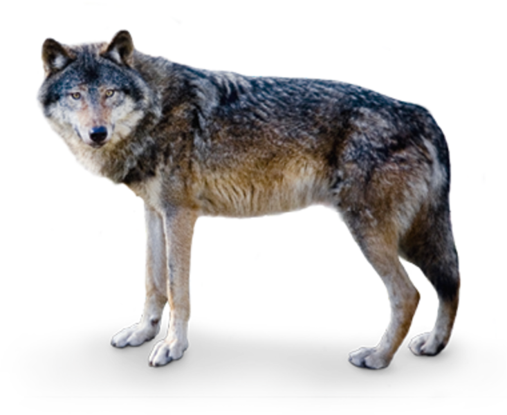 However, Several Centuries Ago Wolves Were Revered - Europäischer Wolf (733x600), Png Download