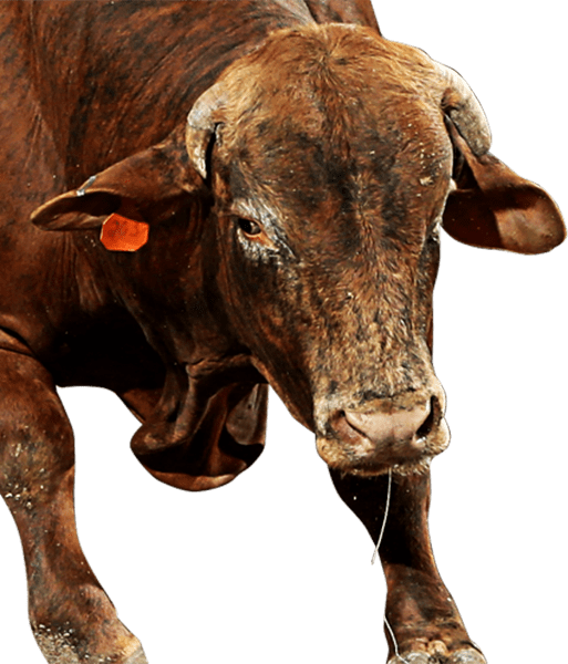 Buck John - Dairy Cow (513x600), Png Download