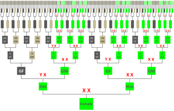 X-chromosome Inheritance Chart - Genealogical Dna Test (706x450), Png Download