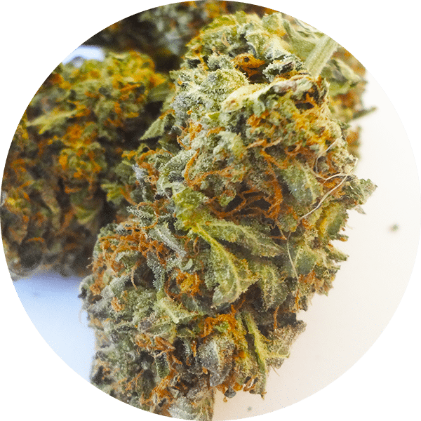 Bubba Kush At Great Weed North - Momordica Charantia (600x600), Png Download