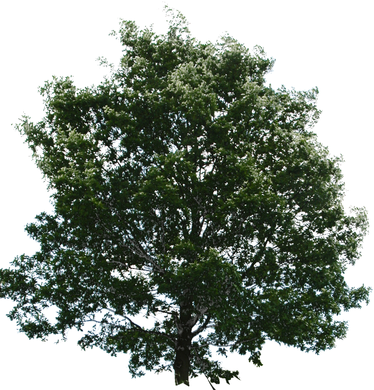 Trees (740x770), Png Download