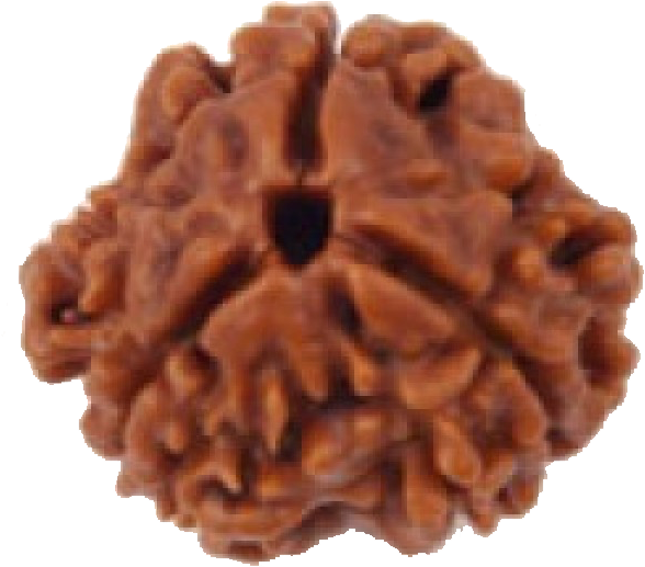 3 Mukhi - All Mukhi Rudraksh (601x546), Png Download