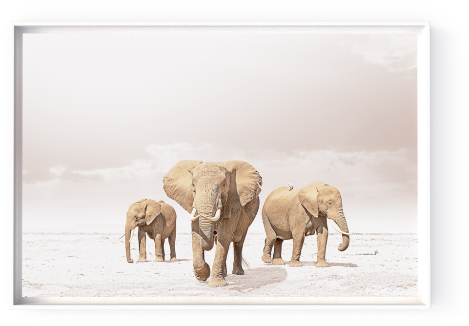 Photographs - Indian Elephant (1000x667), Png Download