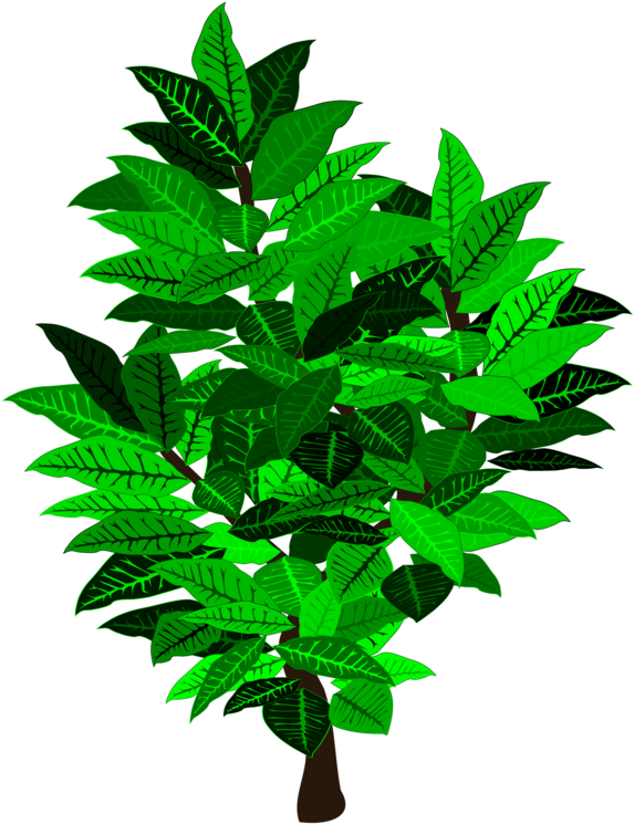 Leaf Tree Shrub Branch Plant Stem - Illustration (750x750), Png Download