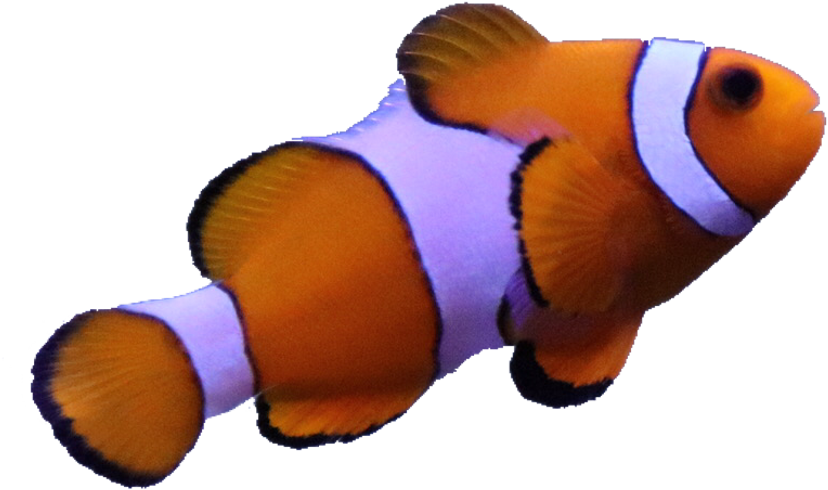 #fish #anemone #nimo #real #animal #sea #orange #white - Coral Reef Fish (1024x725), Png Download