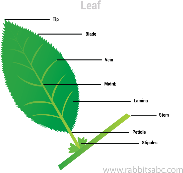 Parts Of Plants For Kids Rabbitsabc - Tree (860x864), Png Download