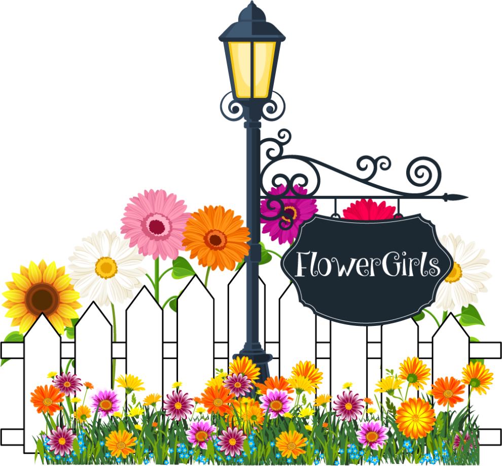 African Daisy (990x918), Png Download