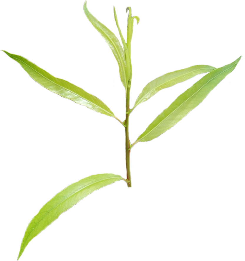 Black-willow - Bay Laurel (913x940), Png Download