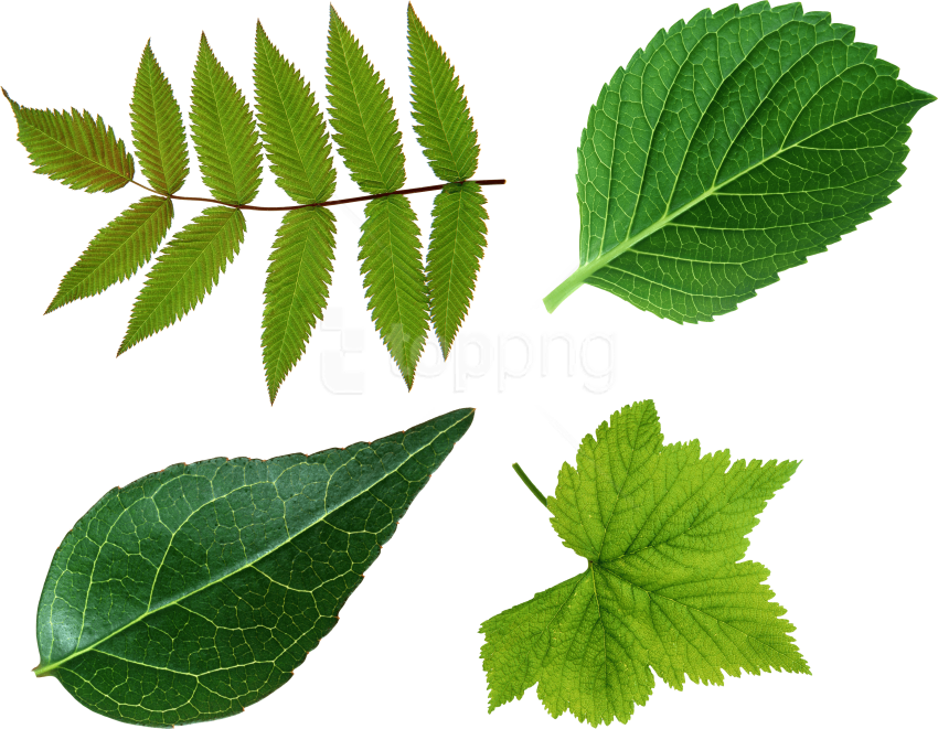 Free Png Download Green Leaves Png Images Background - Green Leaves Leaf Png (850x661), Png Download