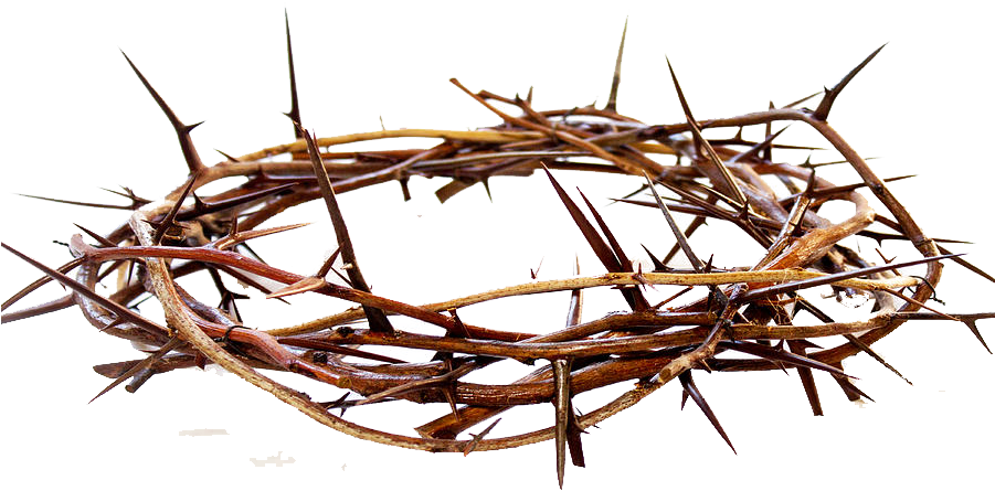 Crown Of Thorns (900x720), Png Download