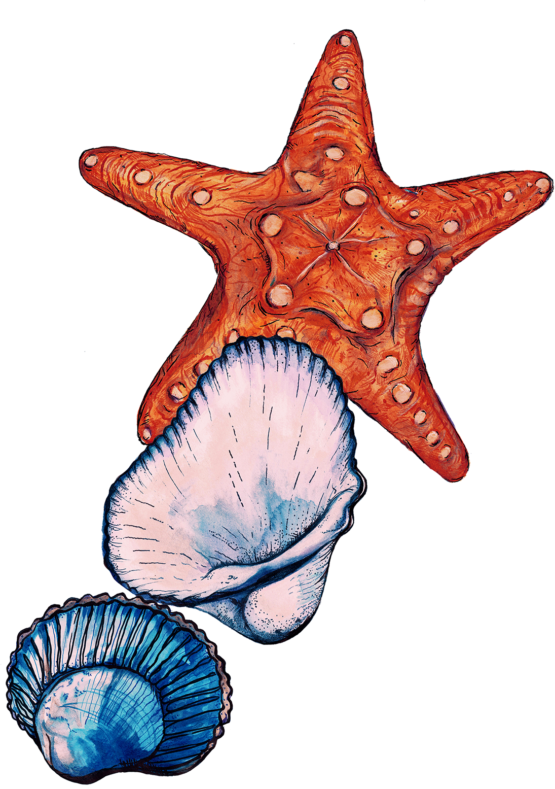 Sign Up To Join The Conversation - Starfish (1200x1855), Png Download