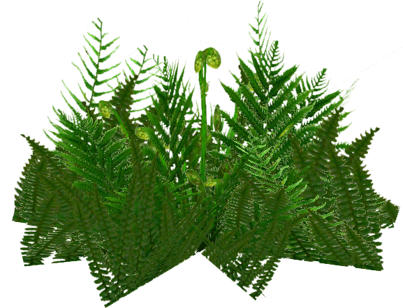 Ferns Png - Christmas Tree (583x583), Png Download